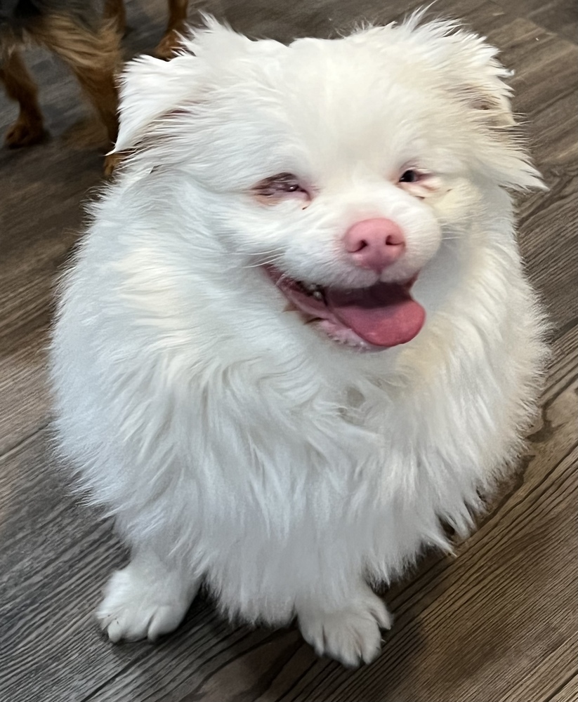 Pomeranian/Shih Tzu Mix - Baloo (SPECIAL NEEDS)