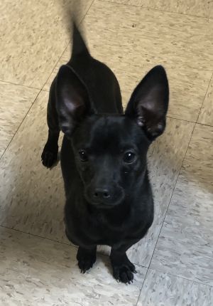 henry county animal control cambridge il