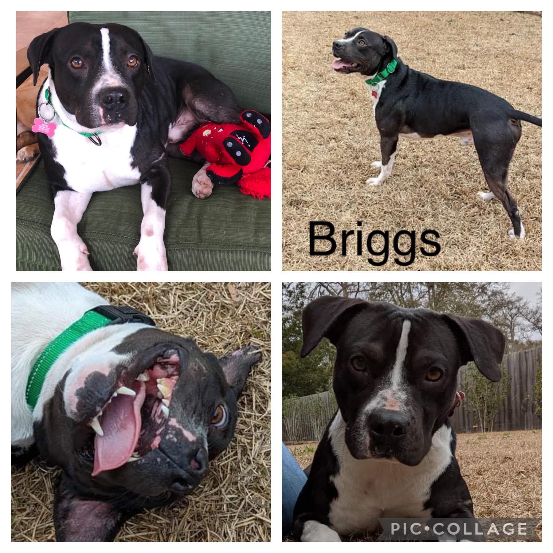 Briggs