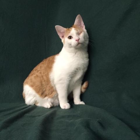 Malibu WV, an adoptable Domestic Short Hair in Merrifield, VA, 22116 | Photo Image 1