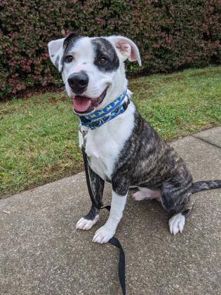 Zeus, an adoptable Mixed Breed in Louisville, KY_image-1