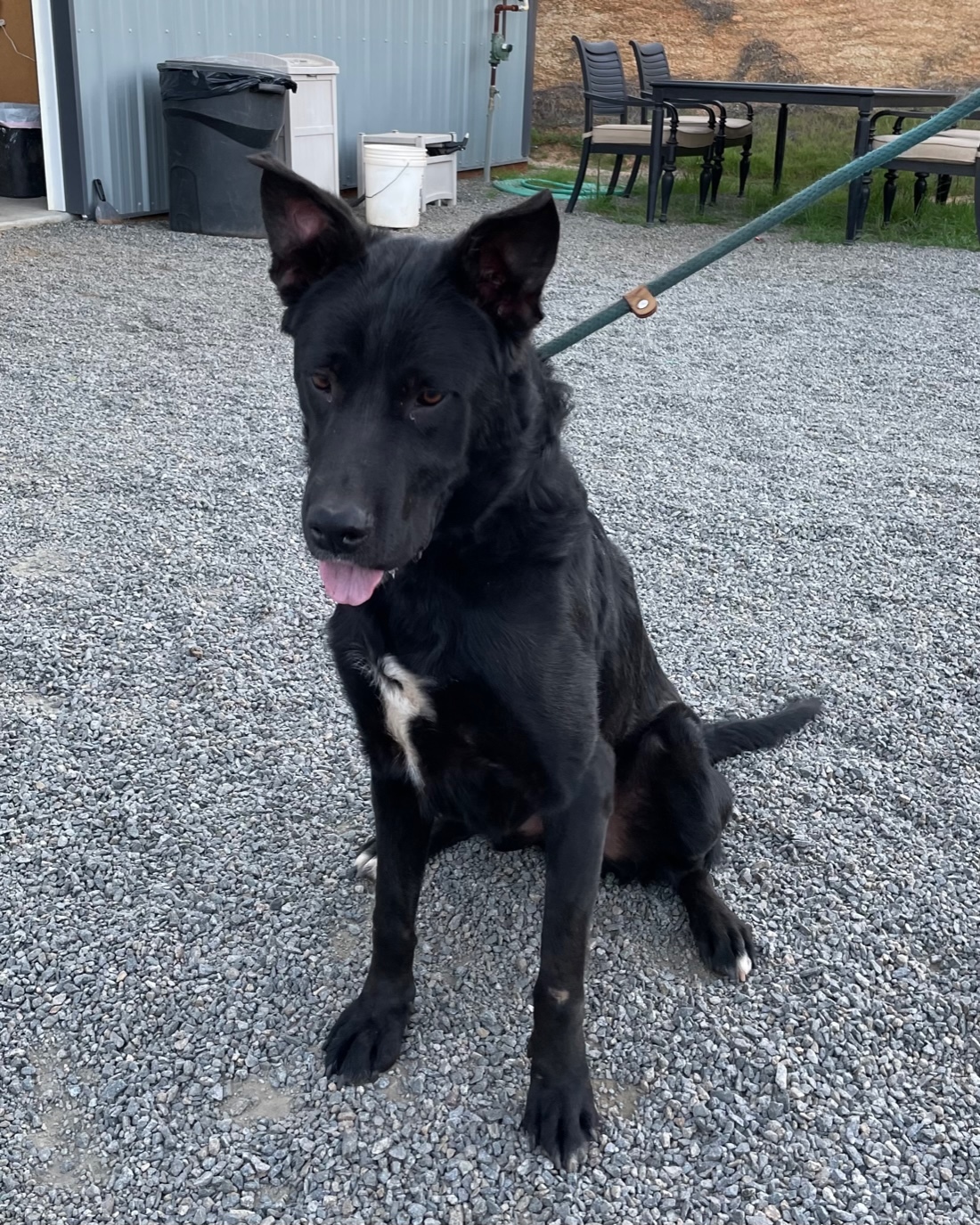 Harley, an adoptable Shepherd in Superior, MT, 59872 | Photo Image 4