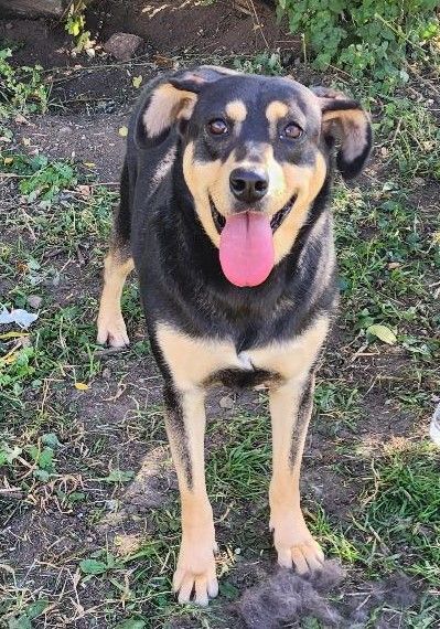 Sugar, an adoptable Rottweiler Mix in Clear Lake, IA_image-1