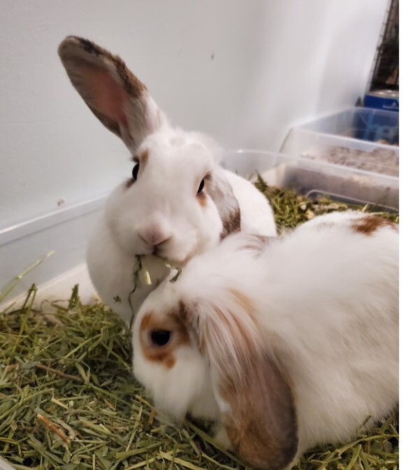 Fork & Spoon, an adopted Lop Eared & Lionhead Mix in Philadelphia, PA_image-4