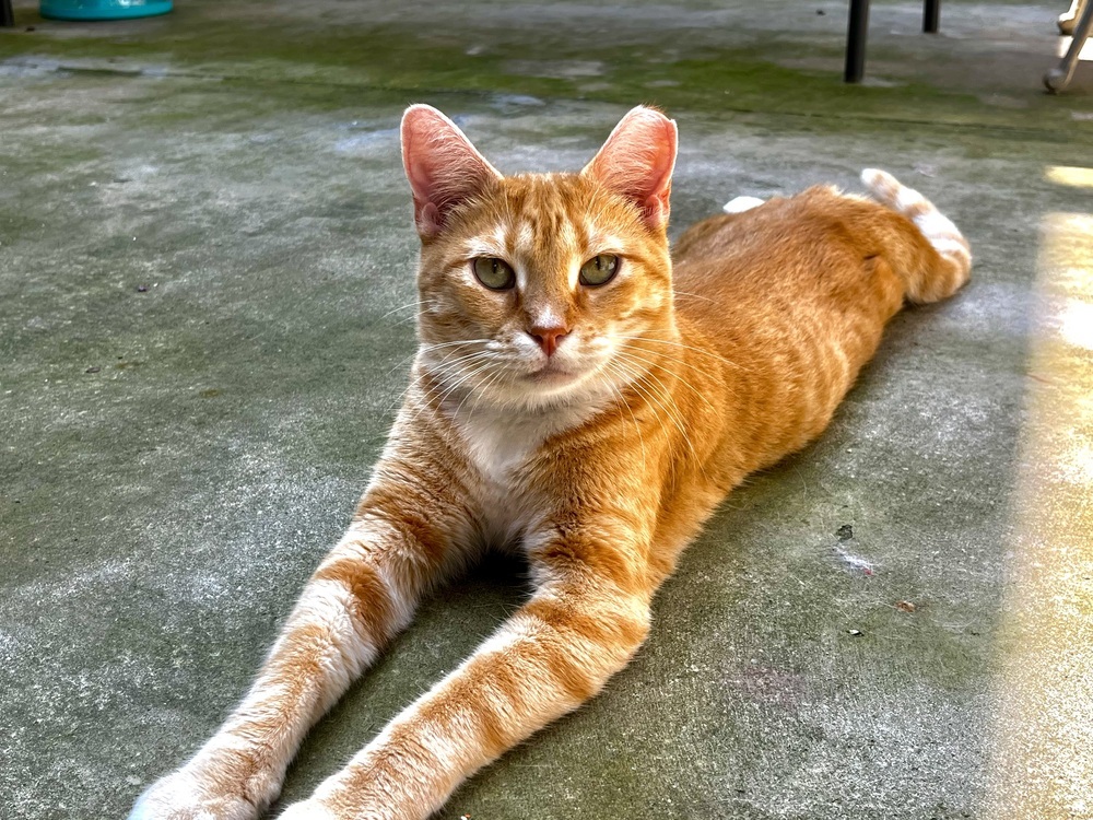 Foxy, an adoptable Domestic Short Hair in Fort Walton Beach, FL, 32548 | Photo Image 1