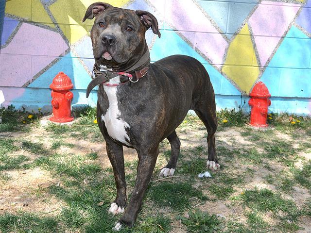 River, an adoptable Pit Bull Terrier in Herriman, UT, 84096 | Photo Image 1