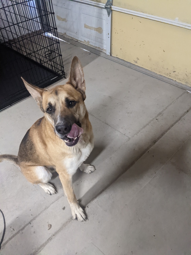 Kovu, an adoptable German Shepherd Dog in Herriman, UT, 84096 | Photo Image 1