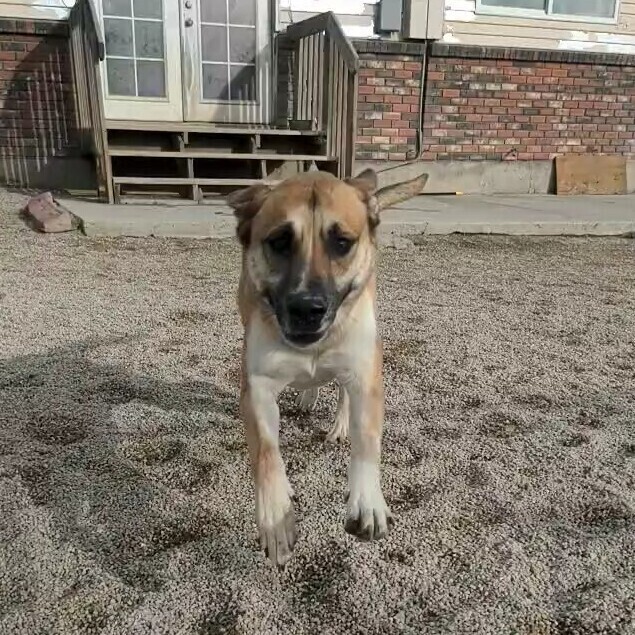 Kovu, an adoptable German Shepherd Dog in Herriman, UT, 84096 | Photo Image 3