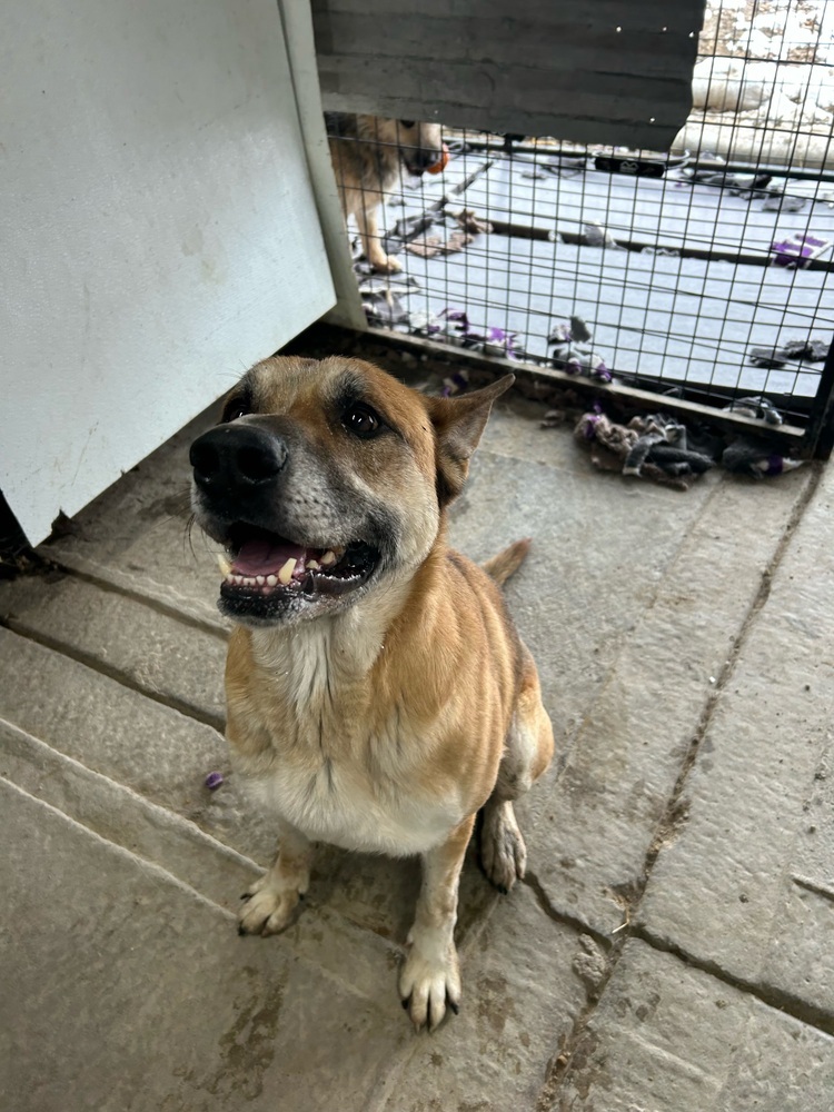 Kovu, an adoptable German Shepherd Dog in Herriman, UT, 84096 | Photo Image 4