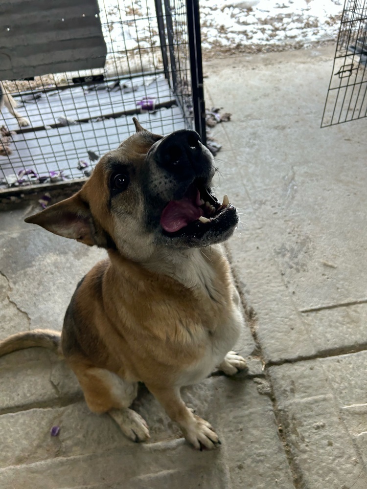 Kovu, an adoptable German Shepherd Dog in Herriman, UT, 84096 | Photo Image 5