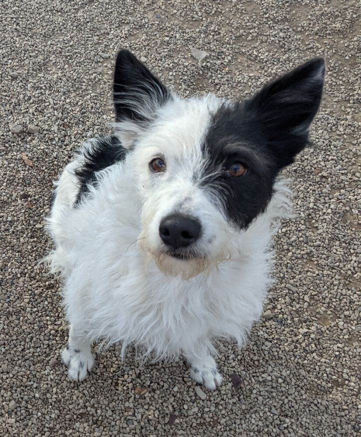 Terrier border hot sale collie