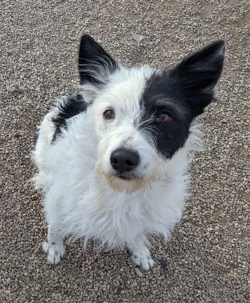 Echo, an adoptable Border Collie, Terrier in Herriman, UT, 84096 | Photo Image 1