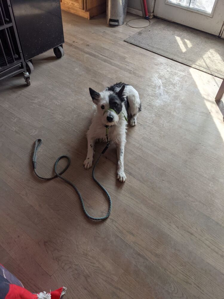Echo, an adoptable Border Collie, Terrier in Herriman, UT, 84096 | Photo Image 2
