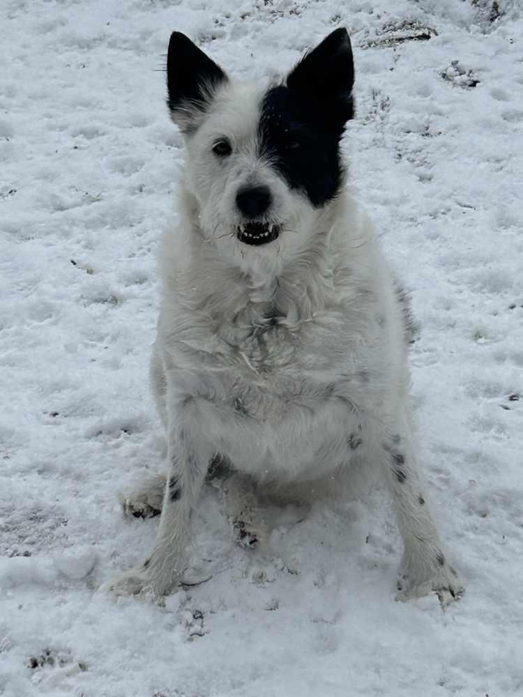 Echo, an adoptable Border Collie, Terrier in Herriman, UT, 84096 | Photo Image 3
