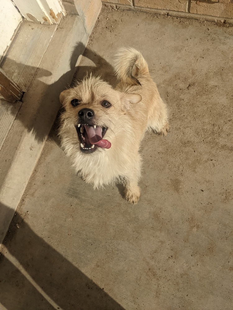 Jagger, an adoptable Terrier in Herriman, UT, 84096 | Photo Image 1