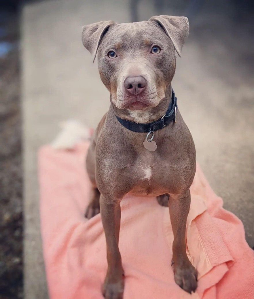 Lily, an adoptable Weimaraner in Oak Park, IL, 60304 | Photo Image 2