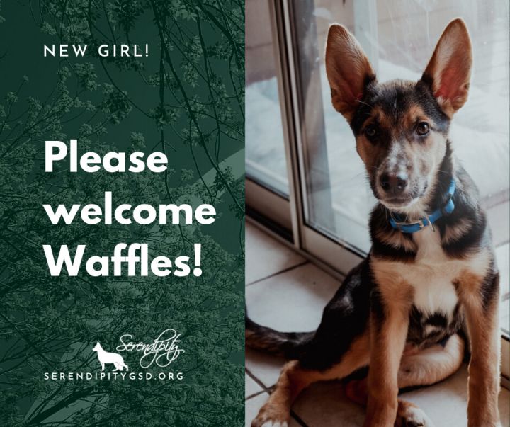 Waffles, an adoptable German Shepherd Dog & Hound Mix in Chesterfield, MO_image-1