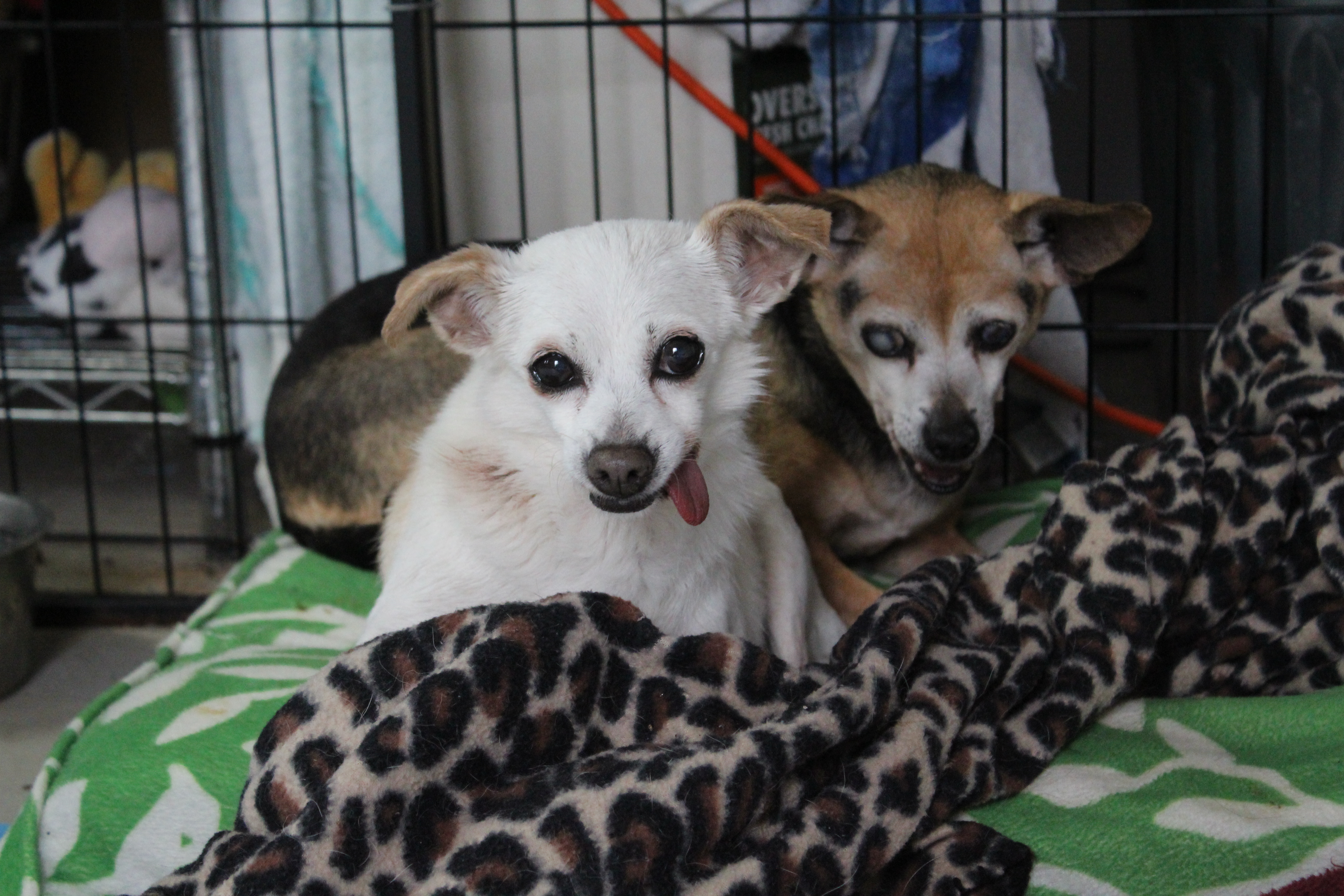 Snickers and Doodles (Bonded Pair)