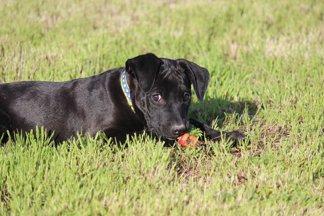 Lorcan (little wild one)