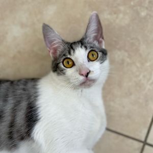 Bartok Domestic Short Hair Cat