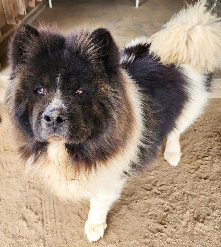 Lightning, an adoptable Akita in Romoland, CA, 92585 | Photo Image 1