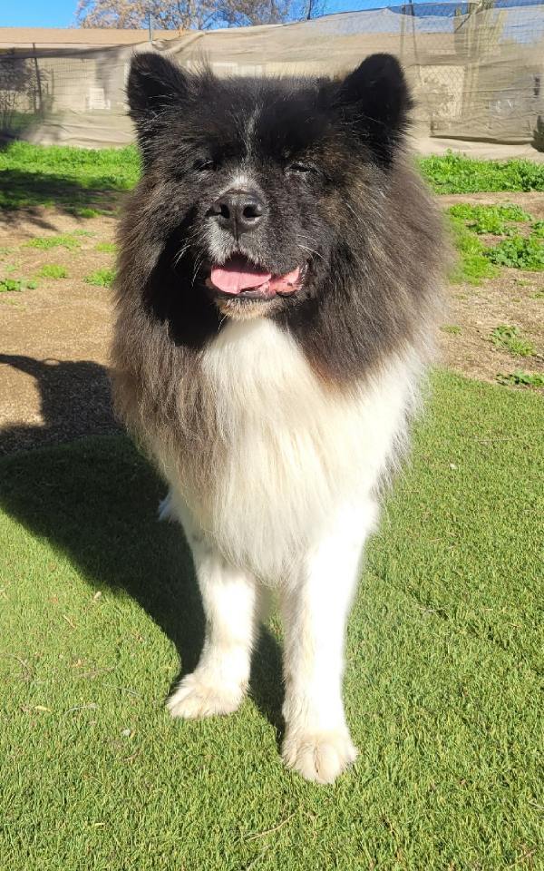 Lightning, an adoptable Akita in Romoland, CA, 92585 | Photo Image 2