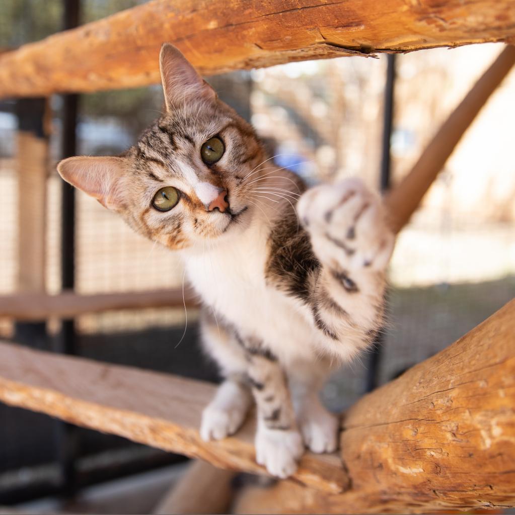 Buffy, an adoptable Domestic Short Hair in Kanab, UT, 84741 | Photo Image 1