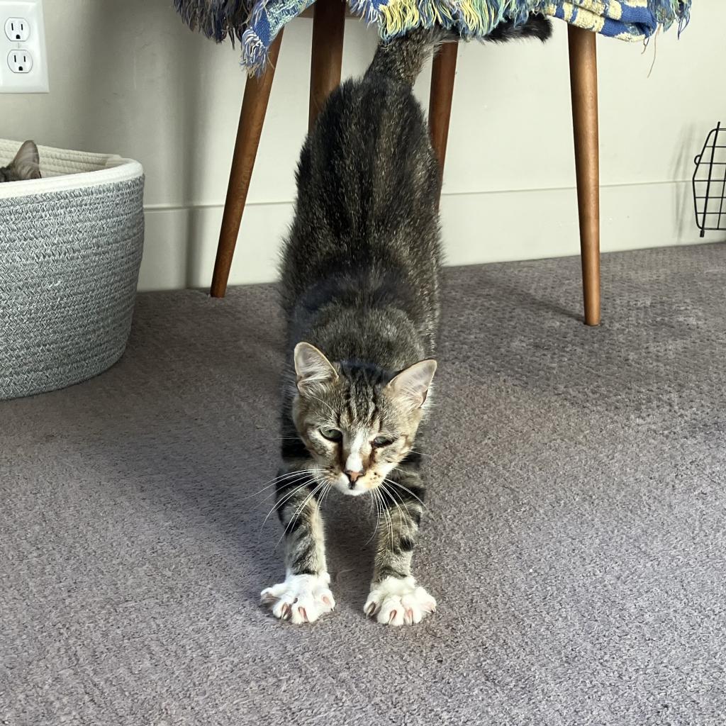 Buffy, an adoptable Domestic Short Hair in Kanab, UT, 84741 | Photo Image 2