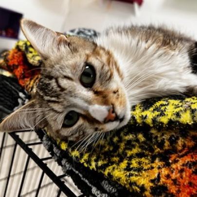 Buffy, an adoptable Domestic Short Hair in Kanab, UT, 84741 | Photo Image 3