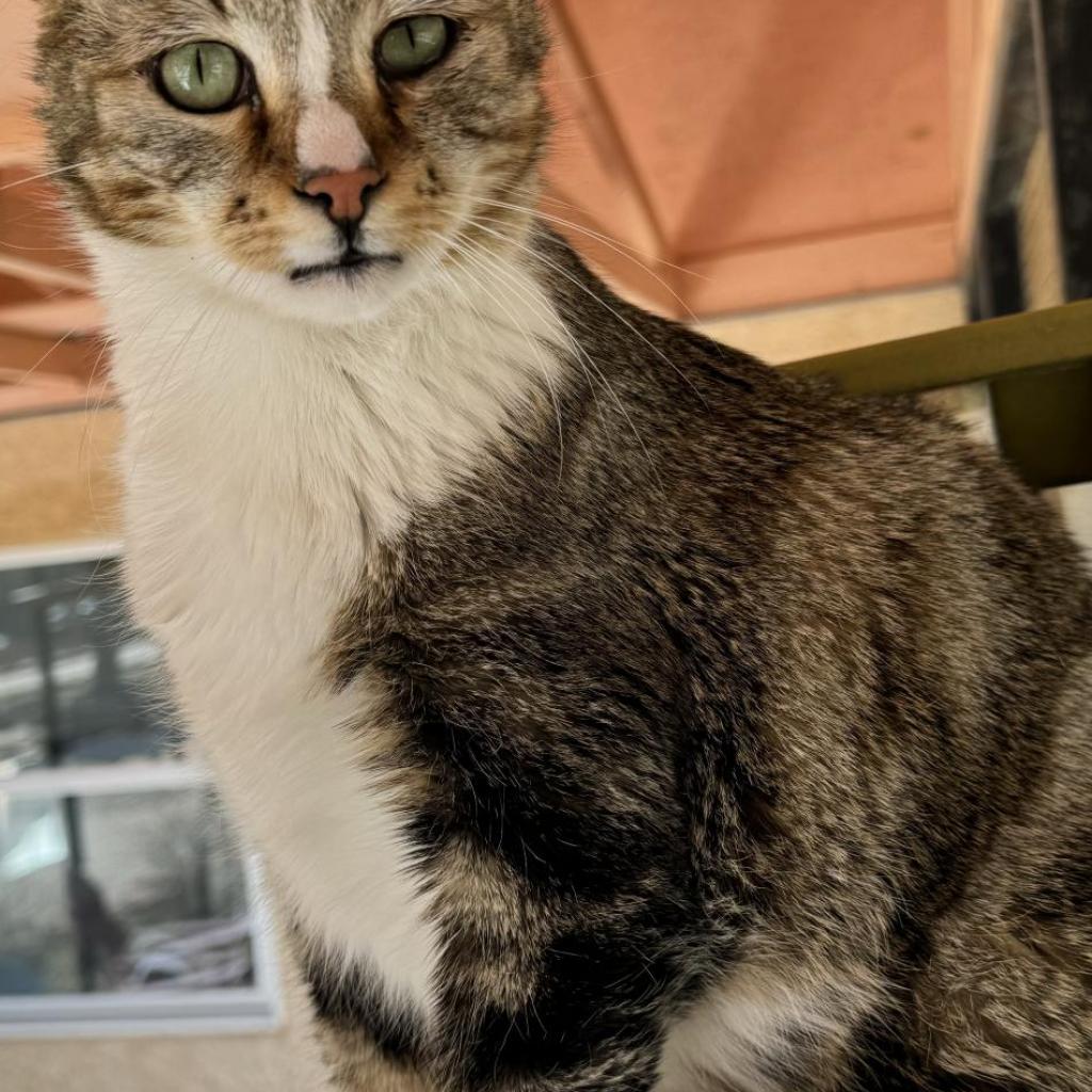 Buffy, an adoptable Domestic Short Hair in Kanab, UT, 84741 | Photo Image 4