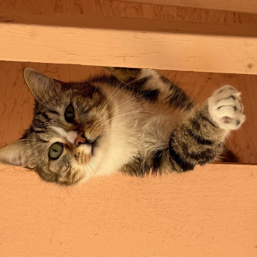 Buffy, an adoptable Domestic Short Hair in Kanab, UT, 84741 | Photo Image 5