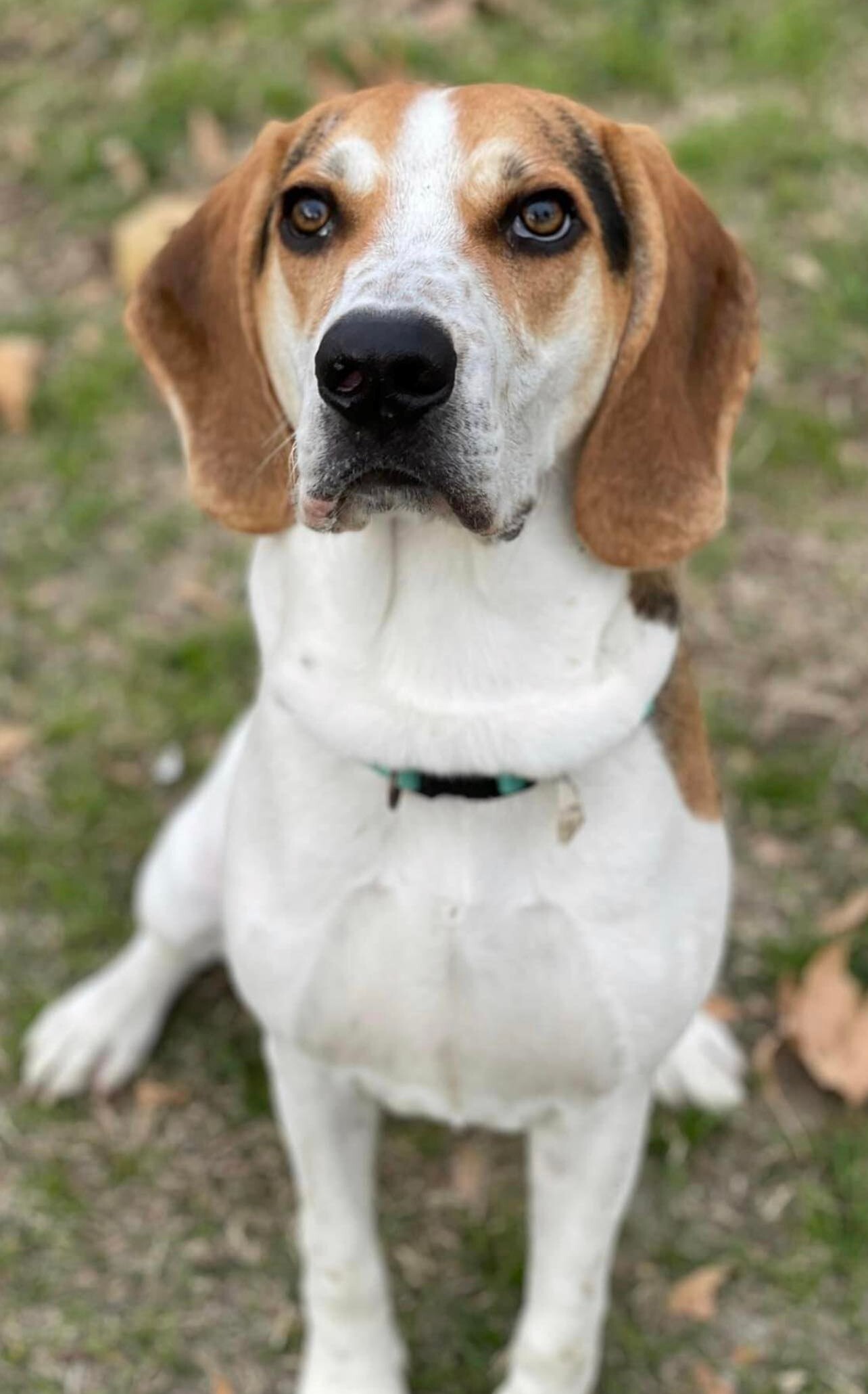 Jake, an adoptable Foxhound in Las Vegas, NV, 89136 | Photo Image 2