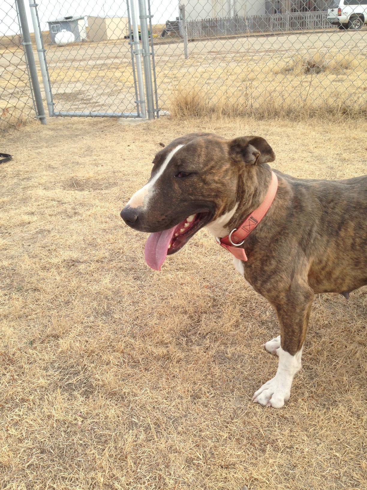 Kira, an adoptable Bull Terrier in Yoder, CO, 80864 | Photo Image 1