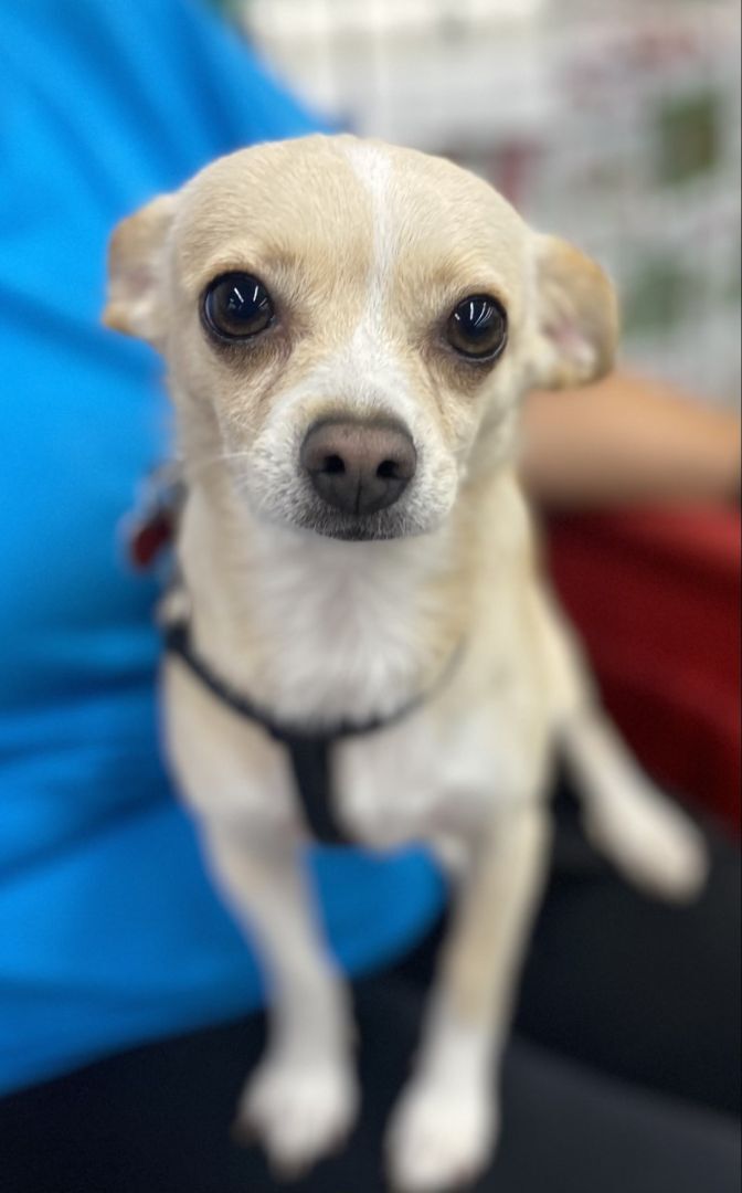 Teo , an adoptable Chihuahua Mix in Los Alamitos, CA_image-4