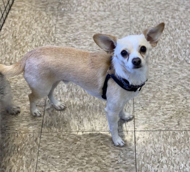 Teo , an adoptable Chihuahua Mix in Los Alamitos, CA_image-1