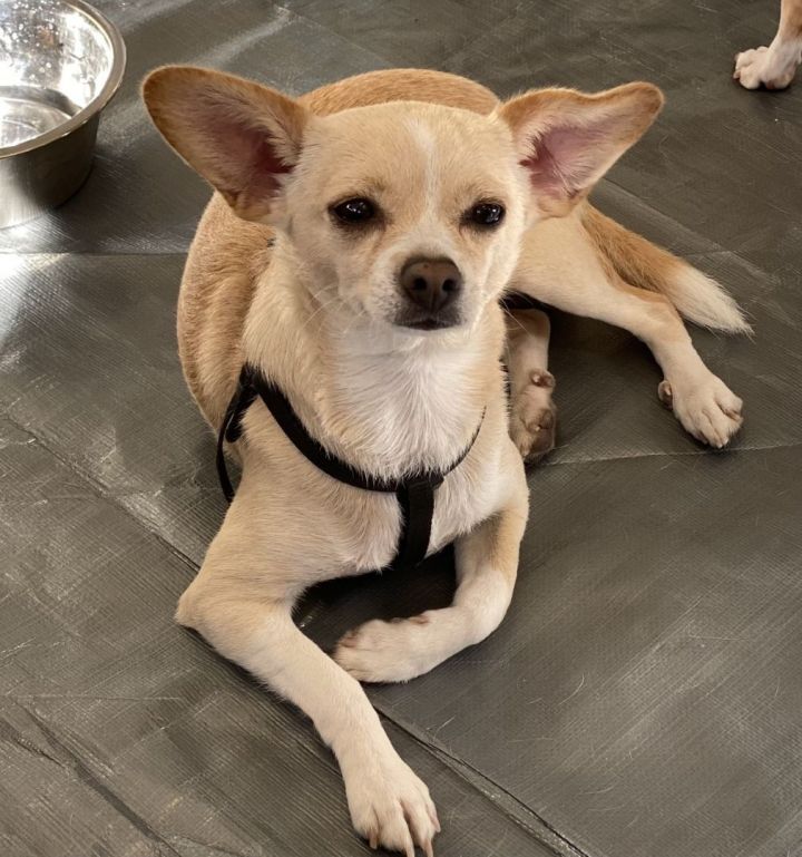 Teo , an adoptable Chihuahua Mix in Los Alamitos, CA_image-6