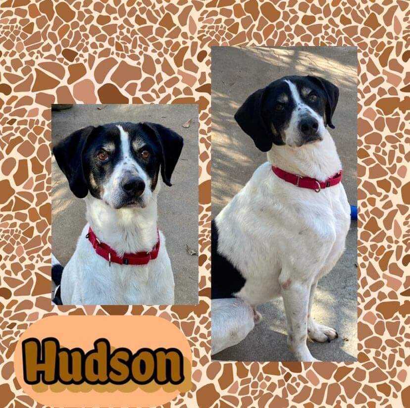 Hudson