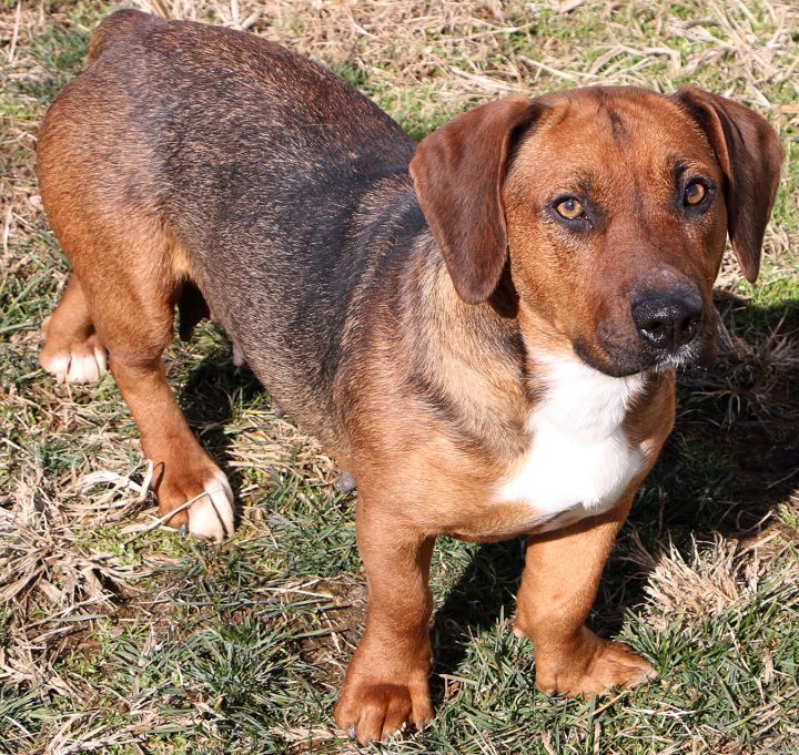 Harmony, an adopted Basset Hound Mix in Charles Town, WV_image-5