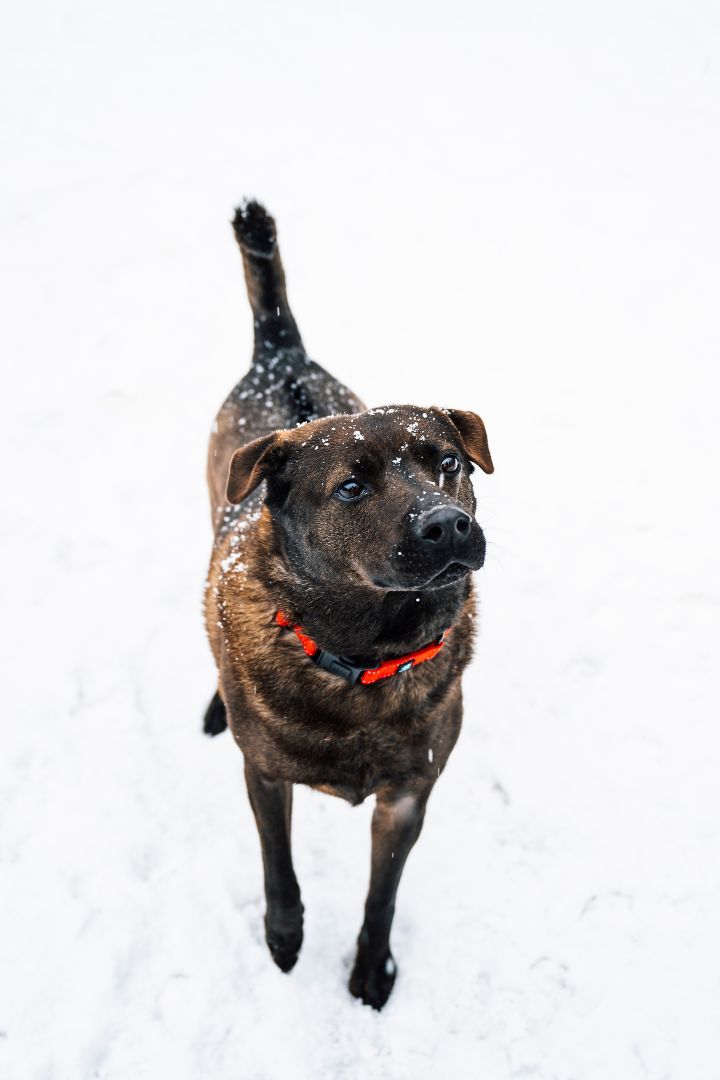 Shadow, an adoptable Shar-Pei in Paris, ME, 04271 | Photo Image 1