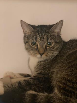 Tabitha, an adoptable Domestic Short Hair Mix in Erie, PA_image-1