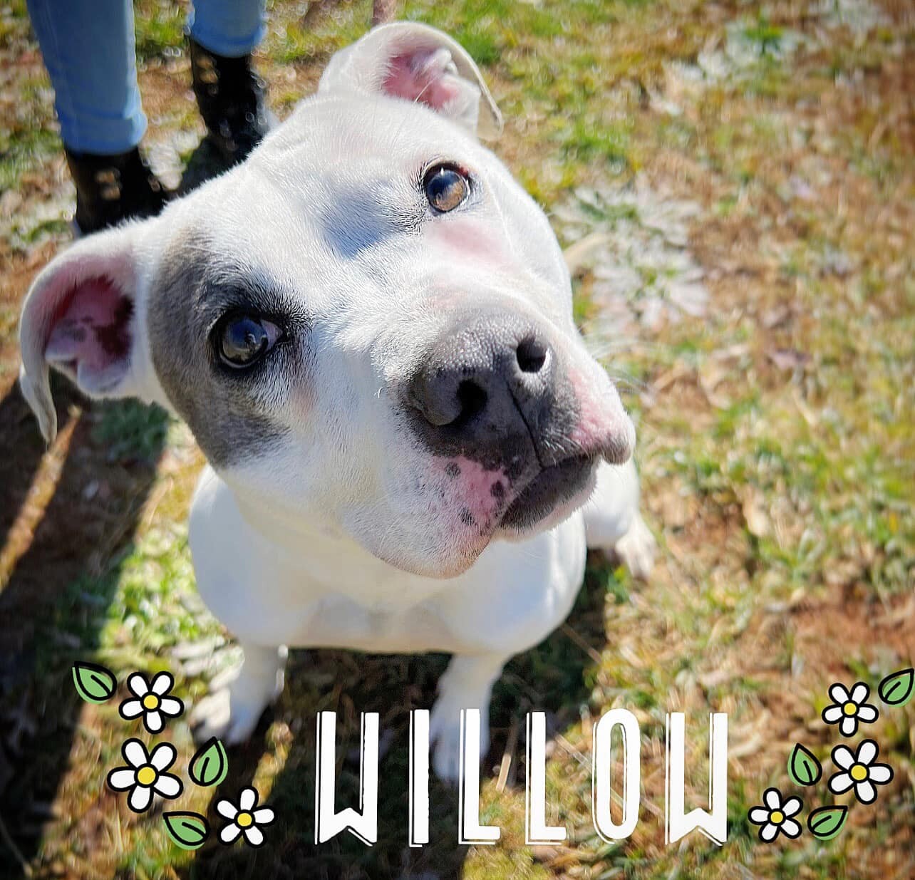 Willow