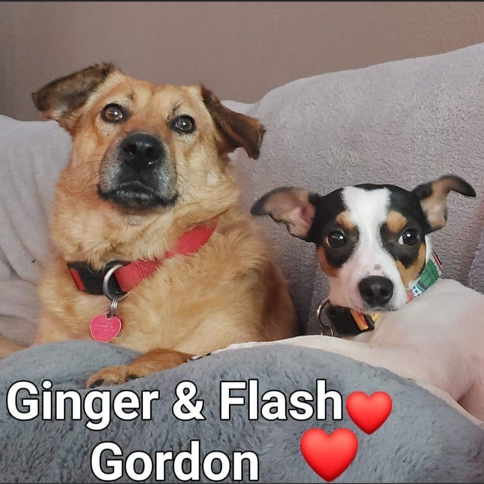 BFFs Ginger & Flash Gordon