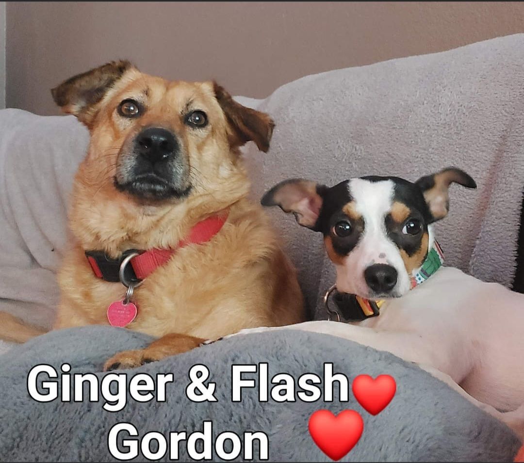 BFFs Flash Gordon & Ginger