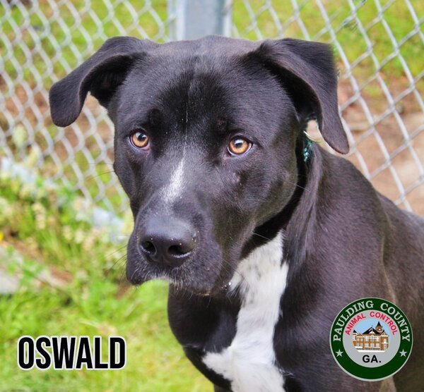 22-02-0407a Oswald