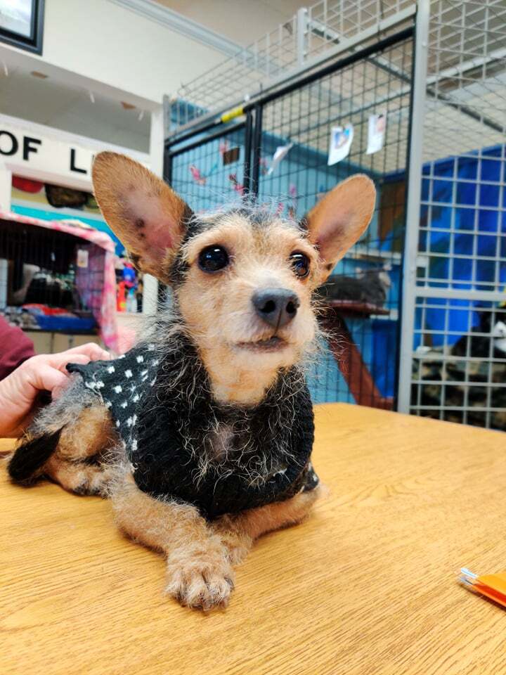 Corky, an adoptable Yorkshire Terrier, Chihuahua in Chicago, IL, 60640 | Photo Image 1