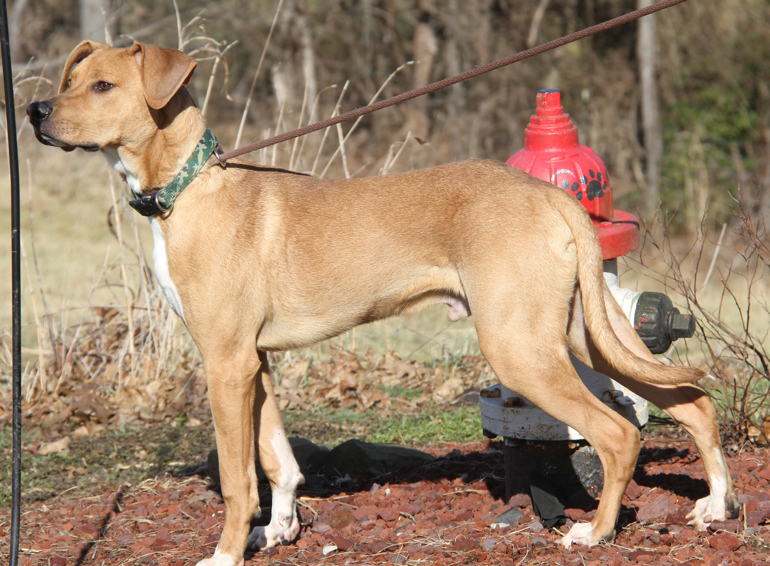 Ryker (Neutered) (Photos 2/10/2022)