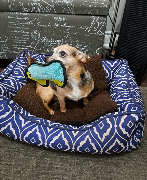 Bella, an adoptable Chihuahua in Barrie, ON, L4N 0S5 | Photo Image 4