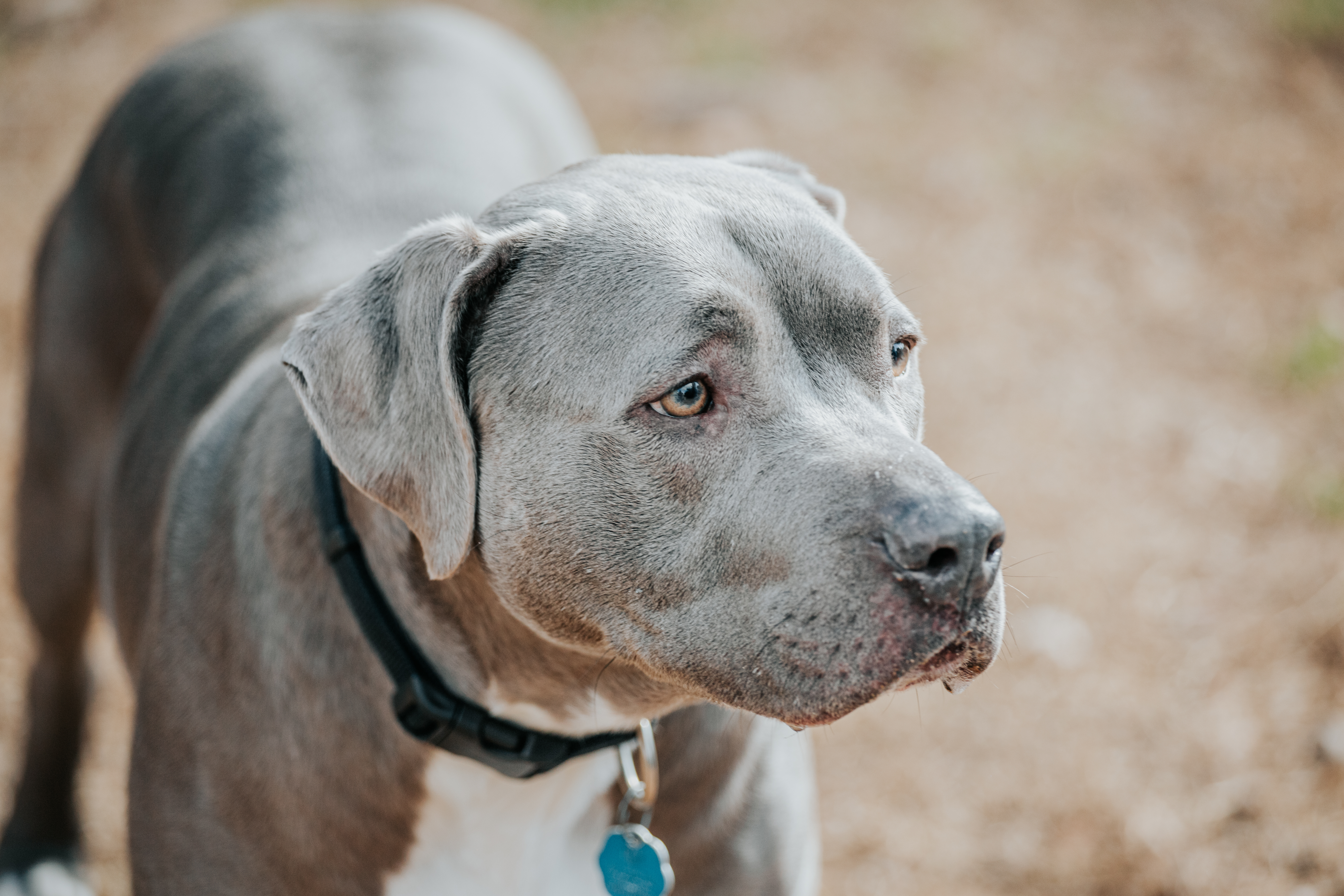Roman, an adoptable American Staffordshire Terrier in Lago Vista, TX, 78645 | Photo Image 1