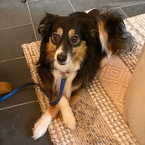 Cosy, an adoptable Australian Shepherd in Elk River, MN, 55330 | Photo Image 1