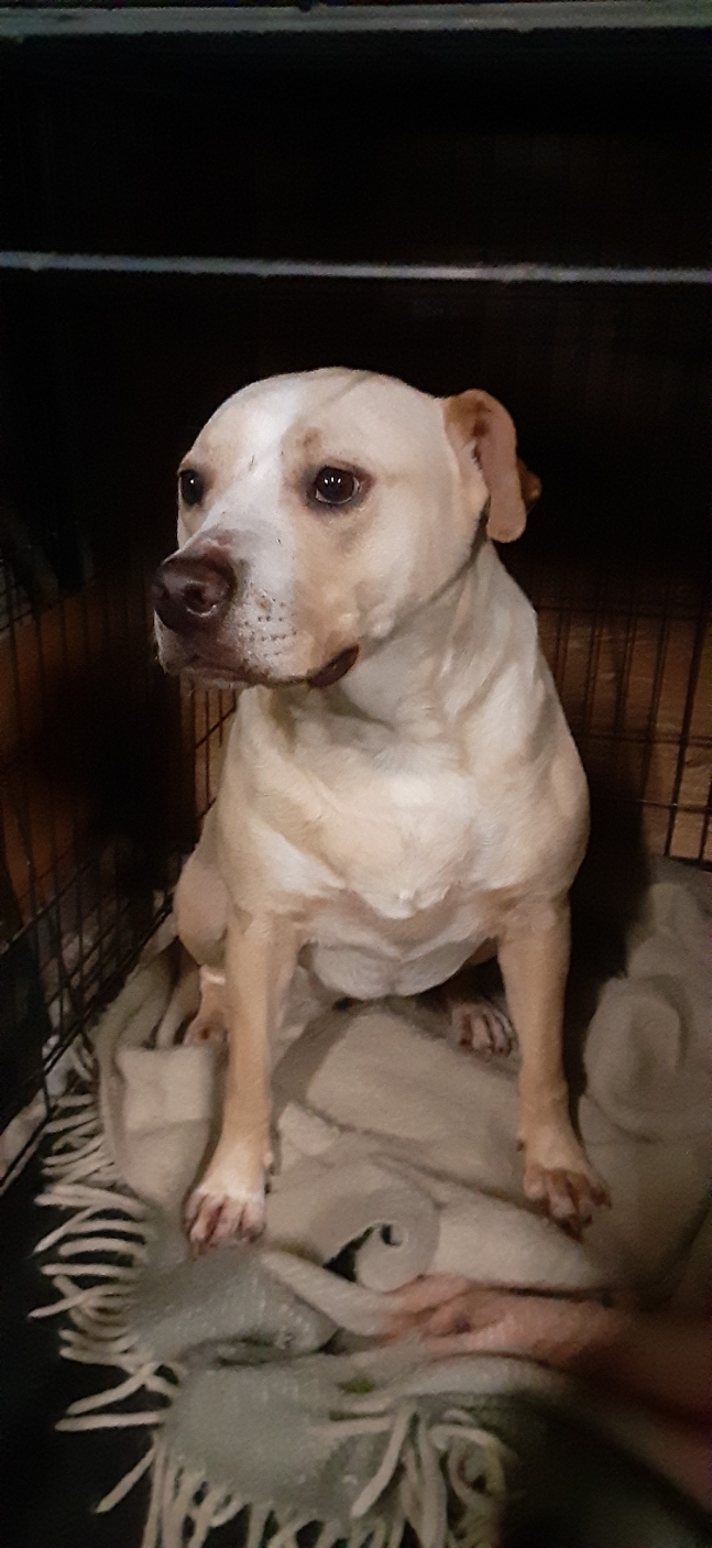 Lady, an adoptable Pit Bull Terrier, Golden Retriever in Massillon, OH, 44646 | Photo Image 1